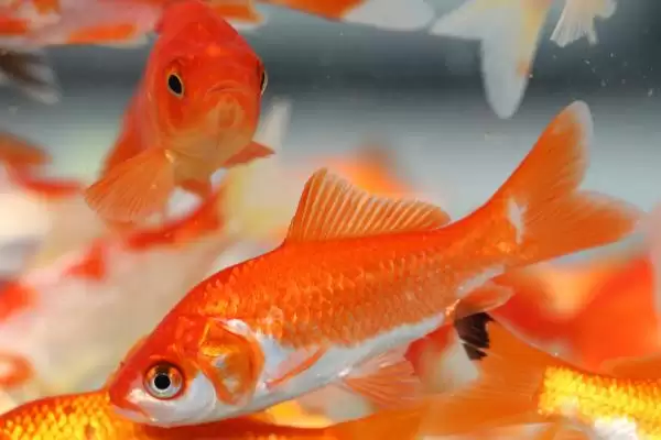 图片[7]-泰国斗鱼能长多大？泰国斗鱼生长知识与养鱼关键细节？-会东网