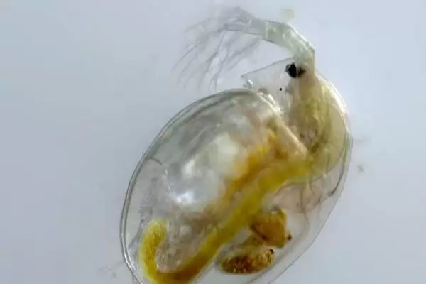 图片[3]-水蚤几天繁殖一代？水蚤繁殖知识与养鱼关键细节？-会东网