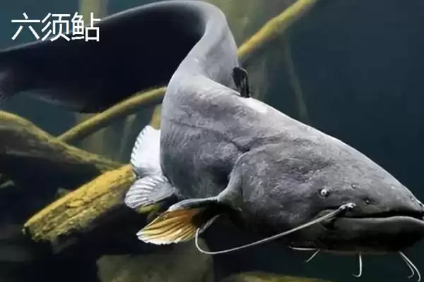 图片[9]-凶猛淡水鱼有哪些品种？鱼类认知与养鱼细节讲解？-会东网