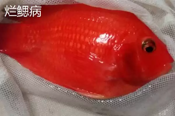 图片[3]-鹦鹉鱼患病咋办？鹦鹉鱼疾病处理与养鱼重点细节？-会东网