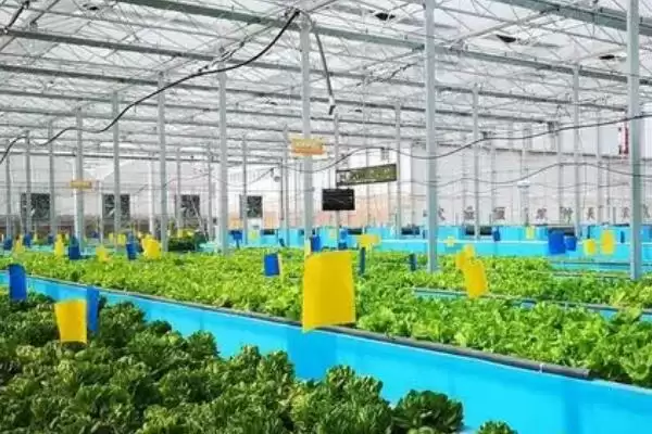 图片[3]-鱼菜共生养殖技术是啥？鱼菜共生技术与养鱼重点？-会东网