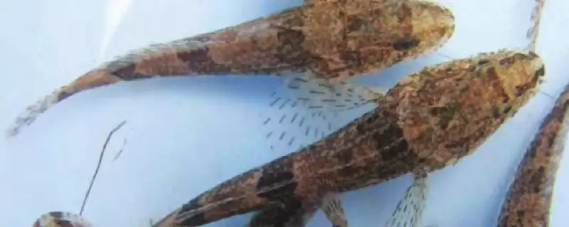 松江鲈鱼是不是国家保护动物?松江鲈鱼保护级别与养鱼关键细节?-会东网
