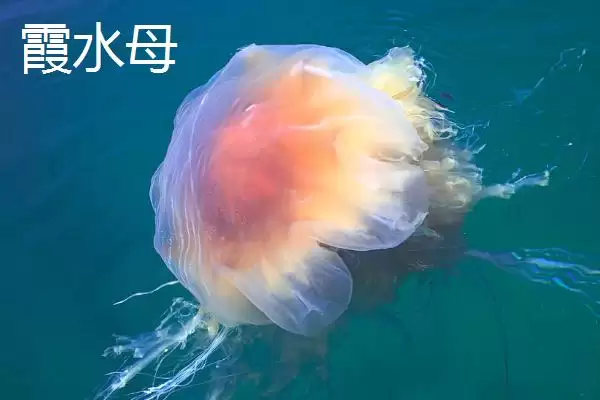 图片[7]-什么是水母？水母知识科普与养鱼重点细节？-会东网