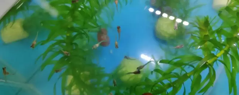 小鱼苗一个月可以长到什么程度？小鱼苗生长知识与养鱼关键细节探讨？-会东网