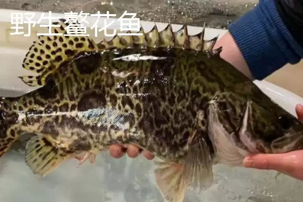 图片[3]-野生鳌花鱼价格是多少？鳌花鱼价格与养鱼方法要点？-会东网