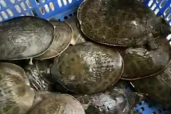 图片[4]-珍珠鳖苗的价格是多少？珍珠鳖苗价格与养鱼方法要点？-会东网