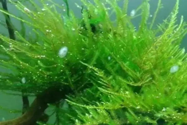 图片[2]-水草的养殖技术是什么？水草养殖技术与养鱼方法要点？-会东网