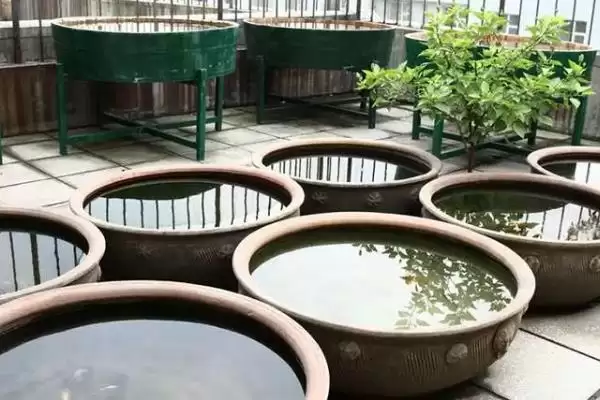 图片[5]-什么水适合养鱼？养鱼用水知识科普与养鱼方法要点？-会东网