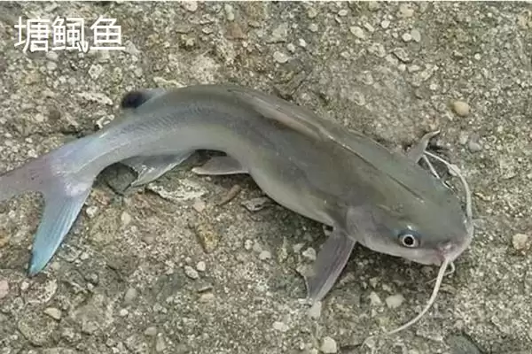 图片[7]-凶猛淡水鱼有哪些品种？鱼类认知与养鱼细节讲解？-会东网
