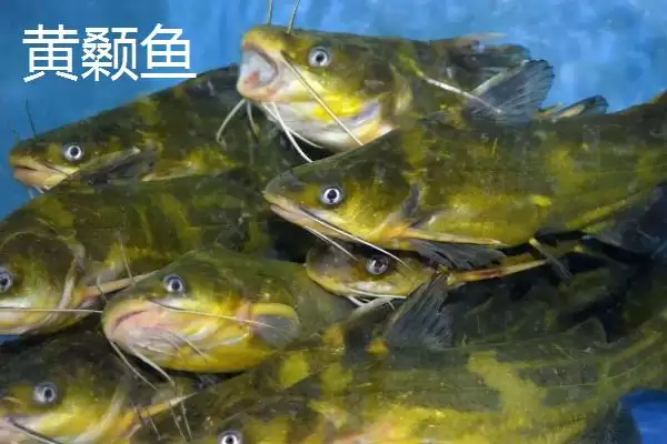 图片[6]-丸世朝天钩5号适合钓多大鱼？丸世朝天钩5号适用鱼情与养鱼要点？-会东网