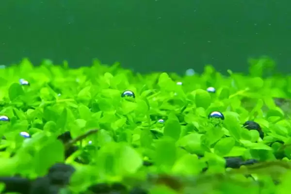 图片[4]-水草的养殖技术是什么？水草养殖技术与养鱼方法要点？-会东网