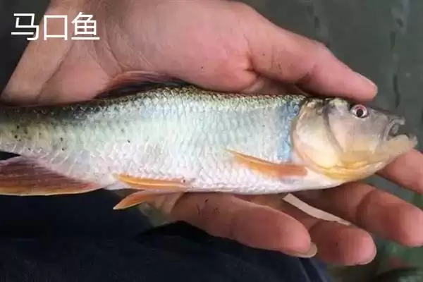 图片[6]-凶猛淡水鱼有哪些品种？鱼类认知与养鱼细节讲解？-会东网