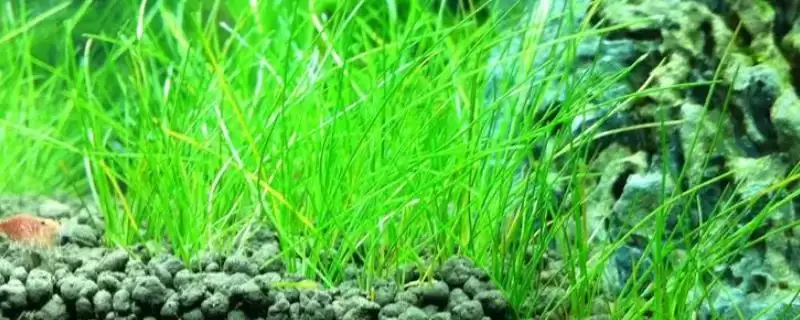 水草的养殖技术是什么?水草养殖技术与养鱼方法要点?-会东网