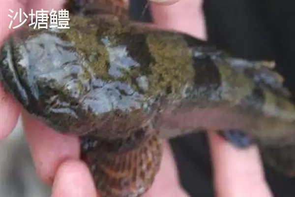 图片[5]-凶猛淡水鱼有哪些品种？鱼类认知与养鱼细节讲解？-会东网