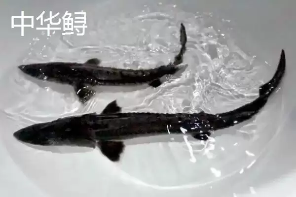 图片[4]-养殖的中华鲟能不能吃？中华鲟养殖与养鱼关键细节？-会东网