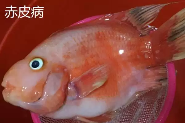 图片[4]-鹦鹉鱼患病咋办？鹦鹉鱼疾病处理与养鱼重点细节？-会东网