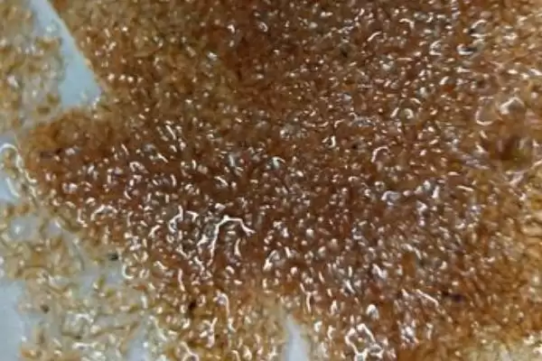 图片[5]-什么是水蚤？水蚤知识科普与养鱼关键细节？-会东网