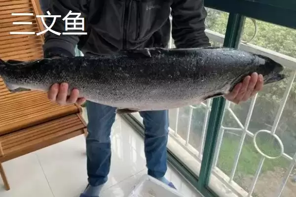 图片[4]-三文鱼可以淡水养殖吗？三文鱼养殖知识与养鱼重点细节？-会东网