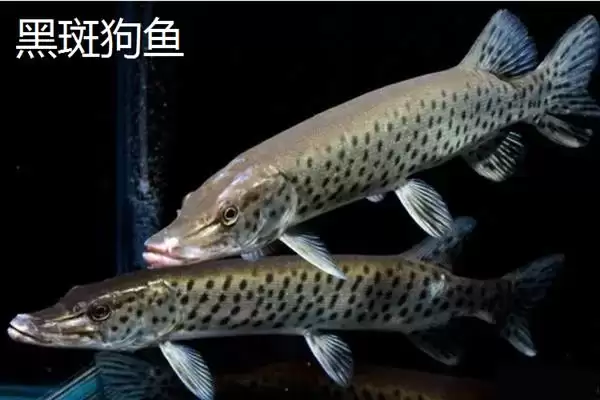 图片[3]-凶猛淡水鱼有哪些品种？鱼类认知与养鱼细节讲解？-会东网