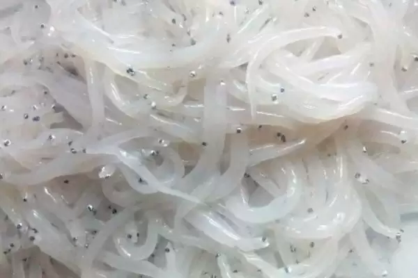 图片[4]-银鱼产地在哪？银鱼产地知识与养鱼方法重点？-会东网