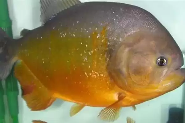 图片[3]-胭脂食人鱼好不好养？鱼类养殖难度与养鱼关键细节？-会东网