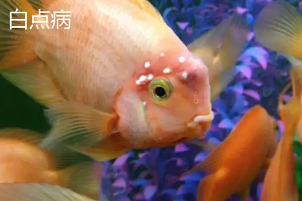 图片[7]-鹦鹉鱼患病咋办？鹦鹉鱼疾病处理与养鱼重点细节？-会东网
