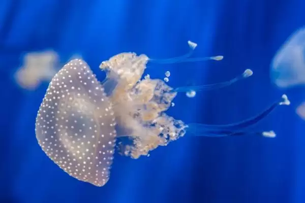 图片[2]-什么是水母？水母知识科普与养鱼重点细节？-会东网