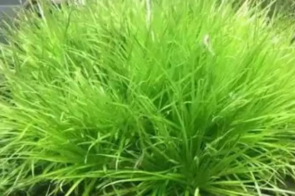 图片[5]-水草的养殖技术是什么？水草养殖技术与养鱼方法要点？-会东网