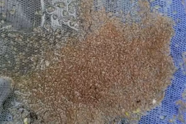 图片[4]-什么是水蚤？水蚤知识科普与养鱼关键细节？-会东网
