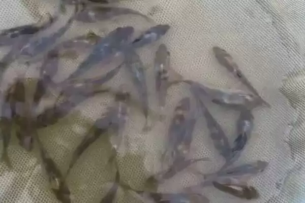 图片[4]-小鱼苗一个月可以长到什么程度？小鱼苗生长知识与养鱼关键细节探讨？-会东网