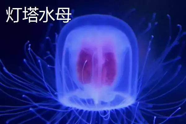 图片[8]-什么是水母？水母知识科普与养鱼重点细节？-会东网