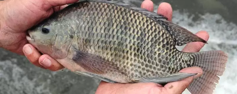 三四斤的鲫鱼是什么品种?鲫鱼品种知识与养鱼方法要点?-会东网