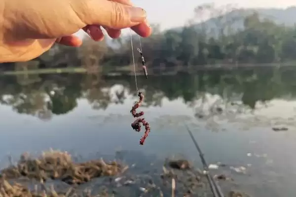 图片[2]-晚上蚯蚓钓鱼没鱼吃是什么原因？夜钓蚯蚓无鱼原因与养鱼要点？-会东网
