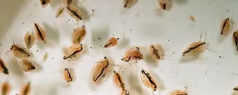 什么是水蚤?水蚤知识科普与养鱼关键细节?-会东网