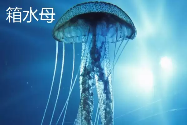 图片[10]-什么是水母？水母知识科普与养鱼重点细节？-会东网