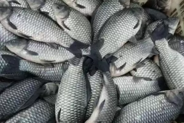 图片[6]-三四斤的鲫鱼是什么品种？鲫鱼品种知识与养鱼方法要点？-会东网