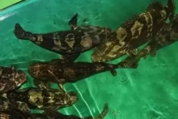图片[2]-石斑鱼的养殖技术是什么？石斑鱼养殖技术与养鱼方法要点？-会东网