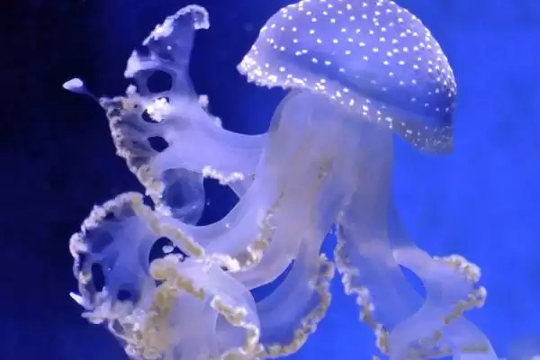 图片[5]-什么是水母？水母知识科普与养鱼重点细节？-会东网