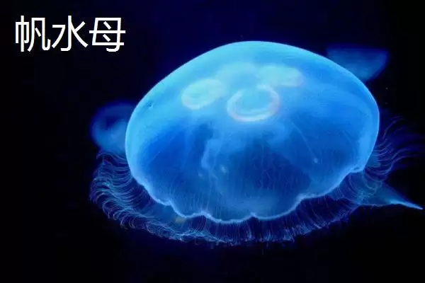 图片[6]-什么是水母？水母知识科普与养鱼重点细节？-会东网