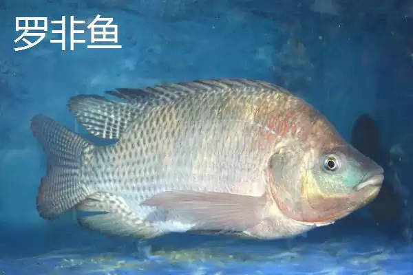 图片[5]-丸世朝天钩5号适合钓多大鱼？丸世朝天钩5号适用鱼情与养鱼要点？-会东网