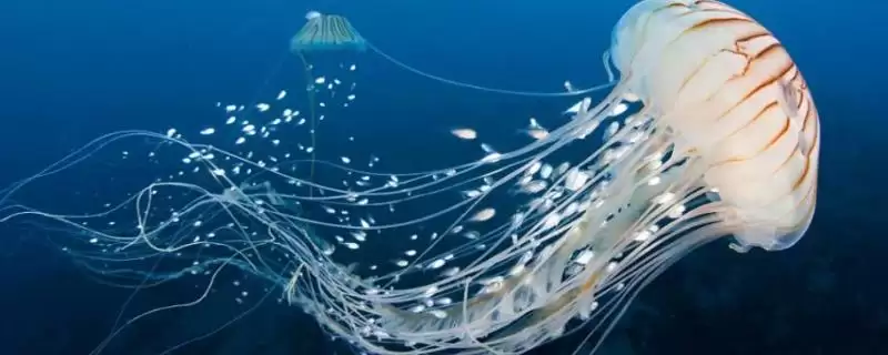 什么是水母?水母知识科普与养鱼重点细节?-会东网