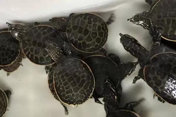 图片[2]-珍珠鳖苗的价格是多少？珍珠鳖苗价格与养鱼方法要点？-会东网