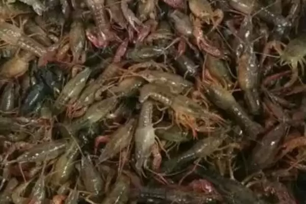 图片[4]-养10亩龙虾能赚多少钱？龙虾养殖收益与养鱼要点？-会东网