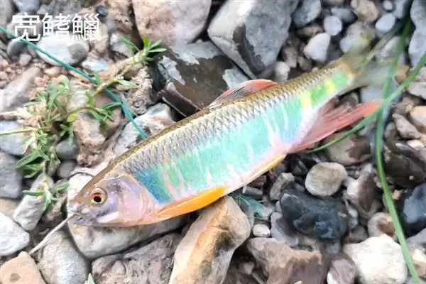 图片[10]-凶猛淡水鱼有哪些品种？鱼类认知与养鱼细节讲解？-会东网