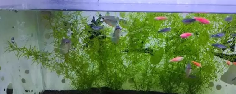 怎么消除鱼缸里面的气泡?鱼缸气泡处理与养鱼关键细节?-会东网