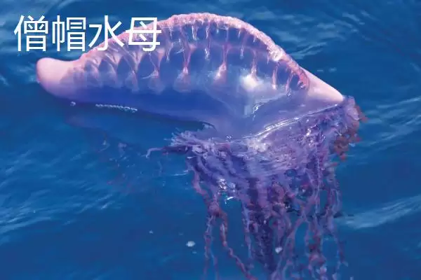 图片[9]-什么是水母？水母知识科普与养鱼重点细节？-会东网