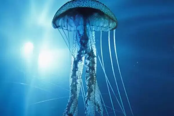 图片[11]-什么是水母？水母知识科普与养鱼重点细节？-会东网