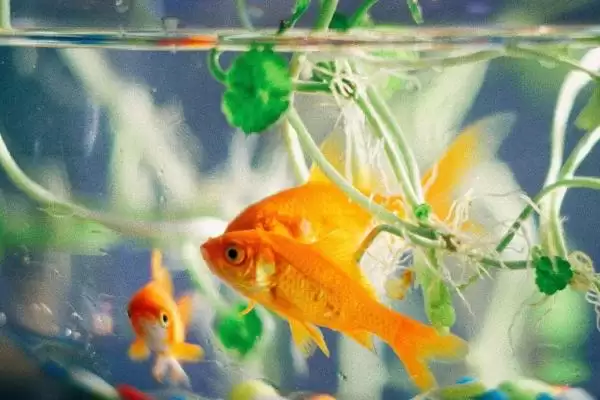 图片[2]-如何判断鱼缸的鱼是否缺氧？鱼缺氧判断方法与养鱼关键细节？-会东网