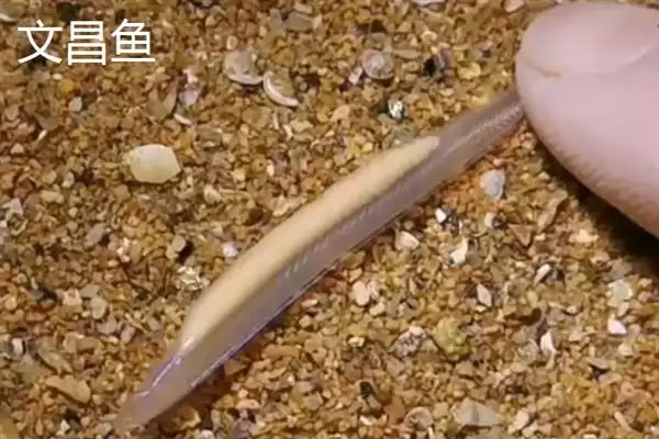 图片[12]-凶猛淡水鱼有哪些品种？鱼类认知与养鱼细节讲解？-会东网