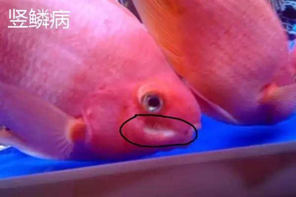 图片[5]-鹦鹉鱼患病咋办？鹦鹉鱼疾病处理与养鱼重点细节？-会东网